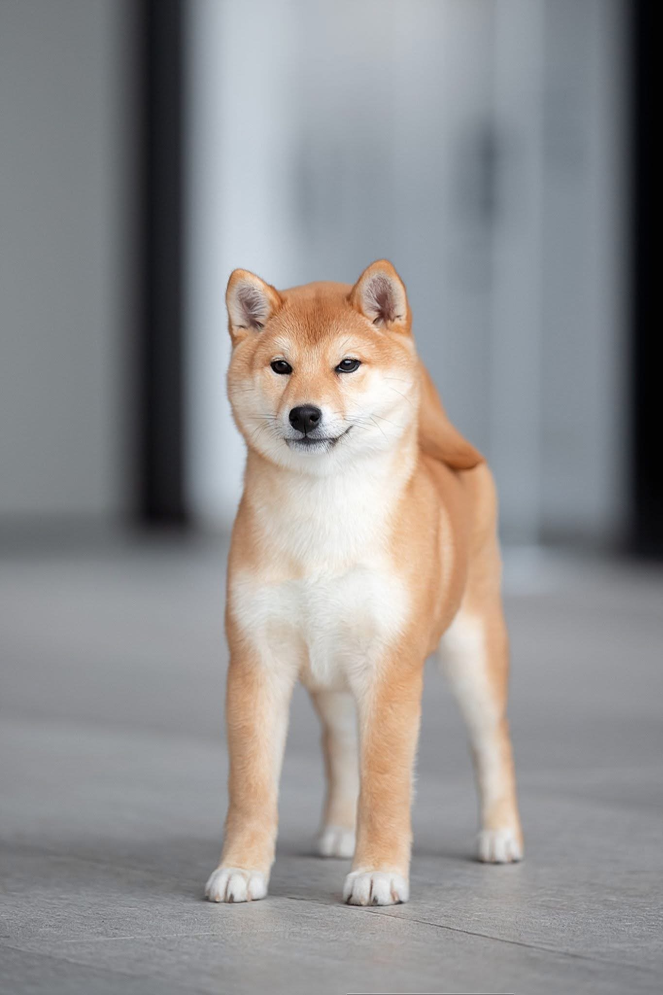 Meet Our Shiba Inu Parents - BIG HEART SHIBAS