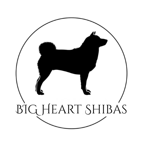 BIG HEART SHIBAS